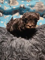 Percy, a male Havanese for sale in Fernwood, ID – Photo 1 of 3