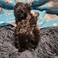 Percy, a male Havanese for sale in Fernwood, ID – Photo 3 of 3