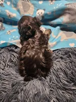 Percy, a male Havanese for sale in Fernwood, ID – Photo 3 of 3