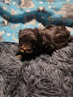 Percy, a male Havanese for sale in Fernwood, ID – Photo 2 of 3