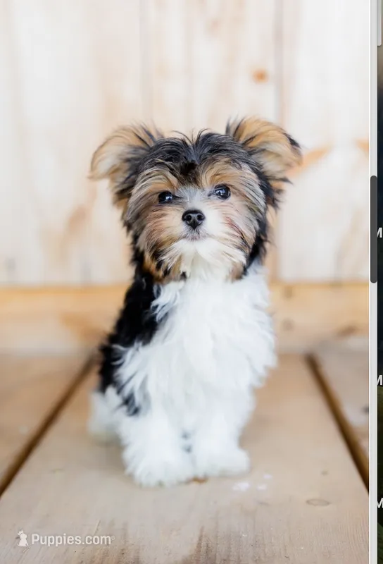 Bryce – Biewer puppy for sale in Fernwood, ID