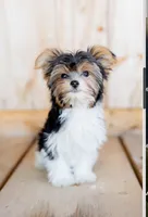 Bryce, a male Biewer for sale in Fernwood, ID – 1 of 3