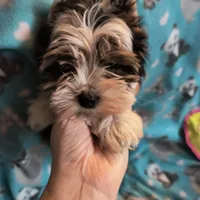 AKC Arjay, a male Biewer for sale in Fernwood, ID – Photo 1 of 4