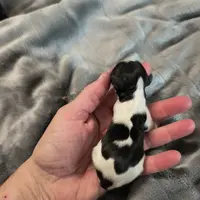 AKC Arjay, a male Biewer for sale in Fernwood, ID – Photo 4 of 4