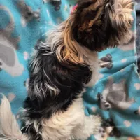 AKC Arjay, a male Biewer for sale in Fernwood, ID – Photo 3 of 4