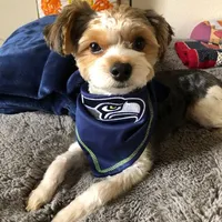 Larry, a male Biewer for sale in Fernwood, ID – Photo 1 of 2