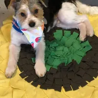 Larry, a male Biewer for sale in Fernwood, ID – Photo 2 of 2