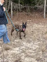 Mally, a female Belgian Malinois and Dutch Shepherd for sale in Tavares, FL – Photo 7 of 8