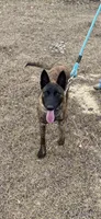 Mally, a female Belgian Malinois and Dutch Shepherd for sale in Tavares, FL – Photo 6 of 8