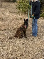 Mally, a female Belgian Malinois and Dutch Shepherd for sale in Tavares, FL – Photo 1 of 8