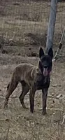 Mally, a female Belgian Malinois and Dutch Shepherd for sale in Tavares, FL – Photo 2 of 8