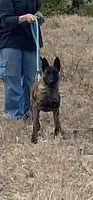 Mally, a female Belgian Malinois and Dutch Shepherd for sale in Tavares, FL – Photo 3 of 8