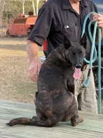 Happy, a female Belgian Malinois and Dutch Shepherd for sale in Tavares, FL – Photo 5 of 6