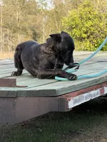 Happy, a female Belgian Malinois and Dutch Shepherd for sale in Tavares, FL – Photo 6 of 6