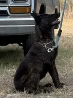 Happy, a female Belgian Malinois and Dutch Shepherd for sale in Tavares, FL – Photo 1 of 6