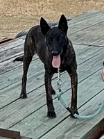 Happy, a female Belgian Malinois and Dutch Shepherd for sale in Tavares, FL – Photo 2 of 6