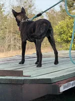 Happy, a female Belgian Malinois and Dutch Shepherd for sale in Tavares, FL – Photo 4 of 6