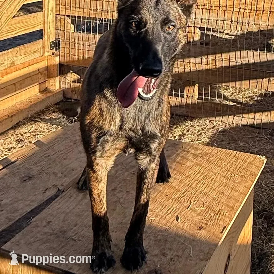Harris, a female Belgian Malinois and Dutch Shepherd for sale in Tavares, FL – Photo 5 of 5