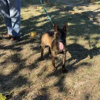 Harris, a female Belgian Malinois and Dutch Shepherd for sale in Tavares, FL – Photo 3 of 5