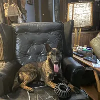 Harris, a female Belgian Malinois and Dutch Shepherd for sale in Tavares, FL – Photo 2 of 5