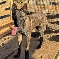 Harris, a female Belgian Malinois and Dutch Shepherd for sale in Tavares, FL – Photo 4 of 5