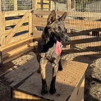 Harris, a female Belgian Malinois and Dutch Shepherd for sale in Tavares, FL – Photo 1 of 5