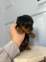 Prince (teacup), a male Yorkshire Terrier for sale in Fremont, CA – Photo 3 of 4