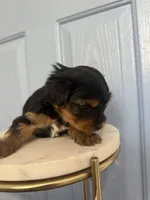 Prince (teacup), a male Yorkshire Terrier for sale in Fremont, CA – Photo 1 of 4