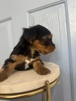 Prince (teacup), a male Yorkshire Terrier for sale in Fremont, CA – Photo 4 of 4