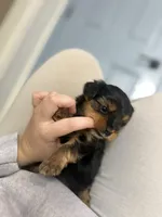 Prince (teacup), a male Yorkshire Terrier for sale in Fremont, CA – Photo 2 of 4