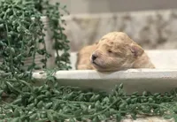 Prince, a male Maltipoo for sale in Lincoln, CA – Photo 1 of 5