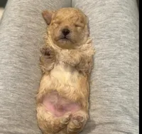 Prince, a male Maltipoo for sale in Lincoln, CA – Photo 5 of 5