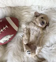 Prince, a male Maltipoo for sale in Lincoln, CA – Photo 3 of 5