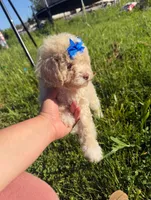 Bernard, a male Poodle - Toy  for sale in Fremont, CA – Photo 1 of 2
