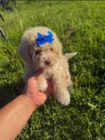 Bernard, a male Poodle - Toy  for sale in Fremont, CA – Photo 2 of 2