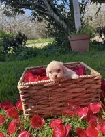 Sunny, a male Maltipoo for sale in Lincoln, CA – Photo 4 of 4