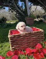 Sunny, a male Maltipoo for sale in Lincoln, CA – Photo 3 of 4