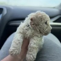 Lilo , a male Maltipoo for sale in Lincoln, CA – Photo 1 of 3