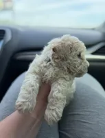 Lilo , a male Maltipoo for sale in Fremont, CA – Photo 1 of 3