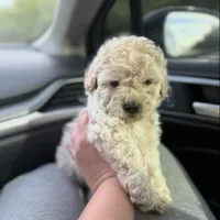 Lilo , a male Maltipoo for sale in Lincoln, CA – Photo 2 of 3
