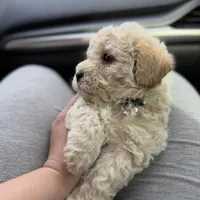 Lilo , a male Maltipoo for sale in Lincoln, CA – Photo 3 of 3