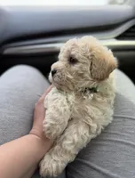 Lilo , a male Maltipoo for sale in Fremont, CA – Photo 3 of 3