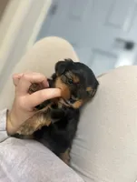 Prince (teacup), a male Yorkshire Terrier for sale in Fremont, CA – Photo 2 of 5