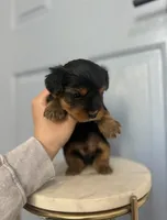 Prince (teacup), a male Yorkshire Terrier for sale in Fremont, CA – Photo 1 of 5