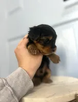 Prince (teacup), a male Yorkshire Terrier for sale in Fremont, CA – Photo 3 of 5