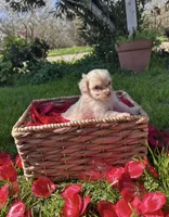 Sunny, a male Maltipoo for sale in Lincoln, CA – Photo 1 of 4