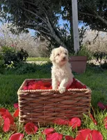 Sunny, a male Maltipoo for sale in Lincoln, CA – Photo 2 of 4