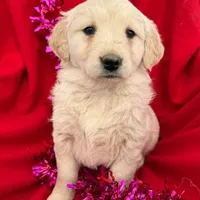 AKC Dolly, a female Golden Retriever for sale in Lakeland, FL – Photo 1 of 2