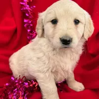 AKC Dolly, a female Golden Retriever for sale in Lakeland, FL – Photo 2 of 2