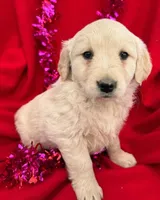 Dolly, a female Golden Retriever for sale in Lakeland, FL – Photo 2 of 2